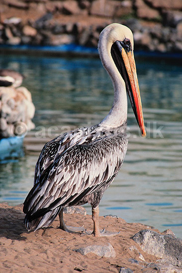 Pelikan. Brun pelican ( Scan af KOL1694 ); Pelecanus occidentalis, Pelecanidae; Lima ZOO / Lima; Peru; Sydamerika; fugle; Pelikaner