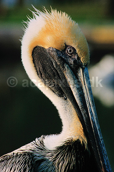 Pelikan. Brun pelikan ( Scan af KOL3656 ); Pelecanus occidentalis, Pelecanidae; Flamingo / Everglades NP / Florida; USA; Nordamerika; fugle; Pelikaner