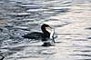 Skarv. Skarv med fisk i n�bet ( Scan af KOL6895 ) Phalacrocorax carbo, Phalacrocoracidae K�benhavn ZOO   fugle Skarver