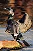 Skarv. Skarv ( Scan af KOL3658 ) Phalacrocorax carbo, Phalacrocoracidae K�benhavn ZOO   fugle Skarver