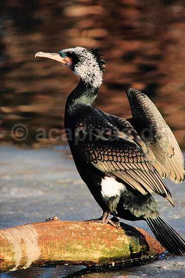Skarv. Skarv ( Scan af KOL3657 ); Phalacrocorax carbo, Phalacrocoracidae; K�benhavn ZOO; ; ; fugle; Skarver
