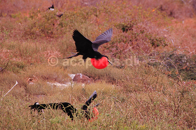 Fregatfugl. Amerikansk fregatfugl ( Scan af KOL4883 ); Fregata magnificens, Fregatidae; North Seymour / Galapagos; Equador; Sydamerika; fugle; Fregatfugle