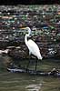 Hejre. S�lvhejre ( Scan af KOL6623 ) Egretta alba, Ardeidae Ca�on del Sumidero / Chiapas Mexico Sydamerika fugle Hejrer