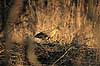 R�rdrum. R�rdrum ( Scan af KOL3771 ) Botaurus stellaris, Ardeidae Utterslev Mose / Sj�lland   fugle Hejrer, hejre, r�rdrummer