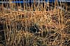 R�rdrum. R�rdrum ( Scan af KOL3770 ) Botaurus stellaris, Ardeidae Utterslev Mose / Sj�lland   fugle Hejrer, hejre, r�rdrummer