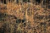 R�rdrum. R�rdrum ( Scan af KOL3769 ) Botaurus stellaris, Ardeidae Utterslev Mose / Sj�lland   fugle Hejrer, hejre, r�rdrummer