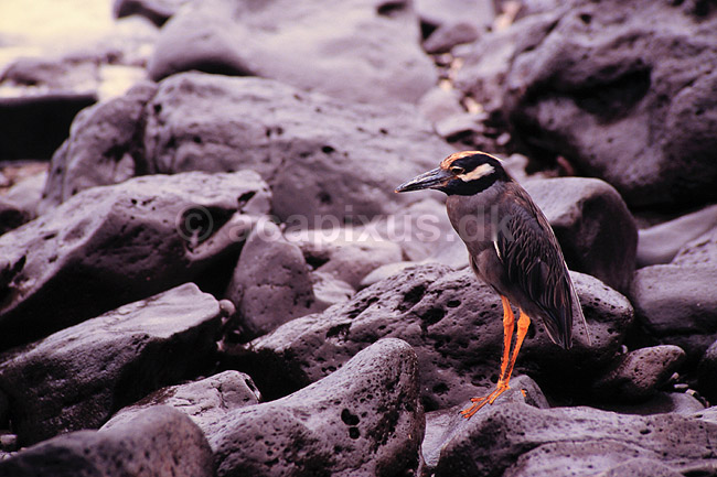 Hejre. Gulkronet nathejre ( Scan af KOL4887 ); Nyctanassa violacea, Ardeidae; Espa�ola / Galapagos; Equador; Sydamerika; fugle; Hejrer