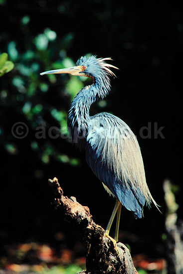 Hejre. Trefarvet Hejre (Louisiana Hejre) ( Scan af KOL3659 ); Egretta tricolor, Ardidae; Ding Darling NWR / Sanibel Island / Florida; USA; Nordamerika; fugle; Hejrer