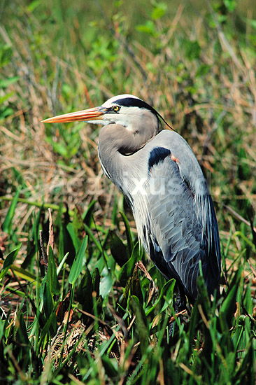 Stor Bl� hejre. Stor Bl�hejre ( Scan af KOL2154 ); Ardea herodias, Ardidae; Anhinga Trail / Everglades NP / Florida; USA; Nordamerika; fugle; Hejrer