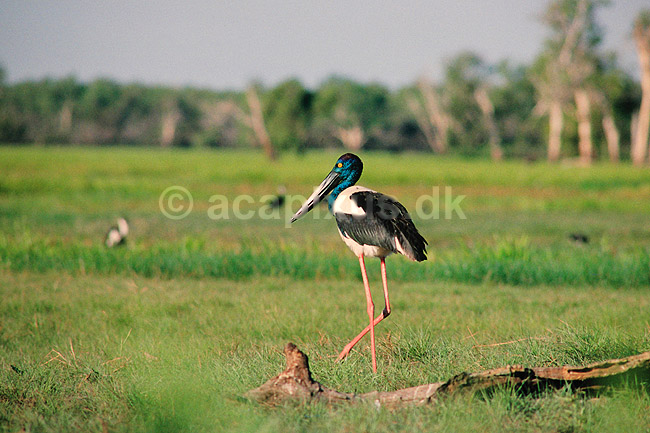 Sorthalset stork. Sorthalset stork ( Scan af KOL2526 ); Ephippiorhynchus asiaticus, Ciconiidae; Yellow Waters / Kakadu NP / Northern Territory; Australien; Australien; fugle; Stork, storke, storkefugle