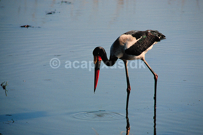 Saddeln�bs stork. Saddeln�bsstork ( Scan af KOL3302 ); Ephippiorhynchus senegalensis, Ciconiidae; Chobe NP; Botswana; Afrika; fugle; Stork, storke, storkefugle