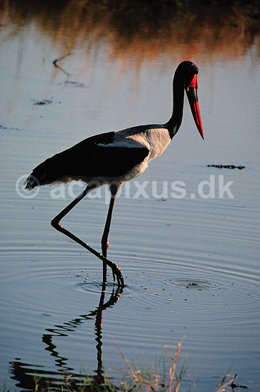 Saddeln�bs stork. Saddeln�bsstork ( Scan af KOL3303 ); Ephippiorhynchus senegalensis, Ciconiidae; Chobe NP; Botswana; Afrika; fugle; Stork, storke, storkefugle