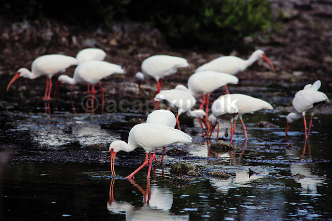 Hvis Ibis. Amerikansk Hvid Ibis ( Scan af KOL2184 ); Eudocimus albus, Threskiornithidae; Snake Bight / Everglades NP / Florida; USA; Nordamerika; fugle; Ibiser