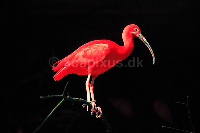 R�d Ibis. R�d Ibis ( Scan af KOL493 ); Eudocimus ruber, Threskiornithidae; K�benhavn ZOO; ; ; fugle; Ibiser