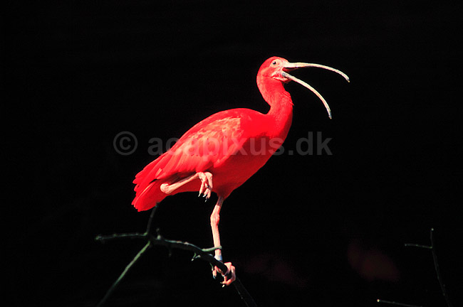 R�d Ibis. R�d Ibis ( Scan af KOL494 ); Eudocimus ruber, Threskiornithidae; K�benhavn ZOO; ; ; fugle; Ibiser