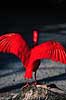 R�d Ibis. R�d Ibis ( Scan af KOL496 ) Eudocimus ruber, Threskiornithidae K�benhavn ZOO   fugle Ibiser