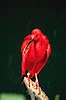 R�d Ibis. R�d Ibis ( Scan af KOL7036 ) Eudocimus ruber, Threskiornithidae K�benhavn ZOO   fugle Ibiser