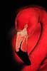 Flamingo. Flamingo ( Scan af KOL492 ) Phoenicopterus ruber, Phoenicopteridae K�benhavn ZOO   fugle Flamingoer