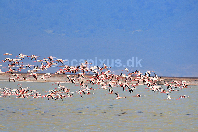 Flamingo. Lille flamingo flyvende i flok ( Scan af KOL5855 ); Phoenicopterus minor, Phoenicopteridae; Lake Magadi / Ngorongoro NP; Tanzania; Afrika; fugle; Flamingoer