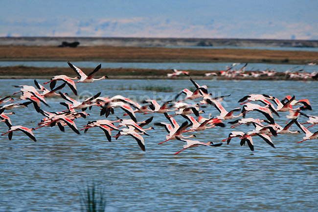 Flamingo. Lille flamingo flyvende i flok ( Scan af KOL5856 ); Phoenicopterus minor, Phoenicopteridae; Lake Magadi / Ngorongoro NP; Tanzania; Afrika; fugle; Flamingoer