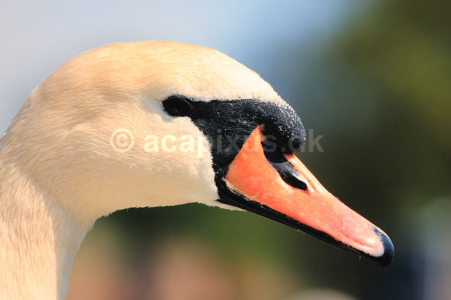 Knopsvane. Knopsvane ( Scan af KOL6272 ); Cygnus olor, Anatidae; Utterslev Mose / Sj�lland; ; ; fugle; Svaner, knobsvaner