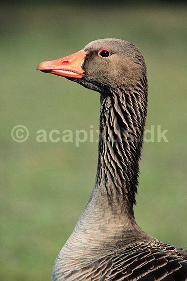 Gr�g�s. Gr�g�s ( Scan af KOL2364 ); Anser anser, Anatidae; Utterslev Mose / Sj�lland; ; ; fugle; G�s, g�s, gr�g�s