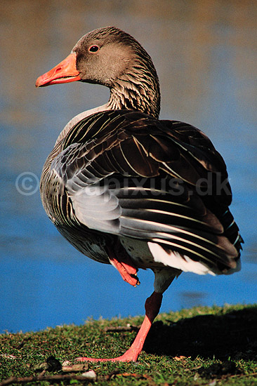 Gr�g�s. Gr�g�s ( Scan af KOL3680 ); Anser anser, Anatidae; Utterslev Mose / Sj�lland; ; ; fugle; G�s, g�s, gr�g�s