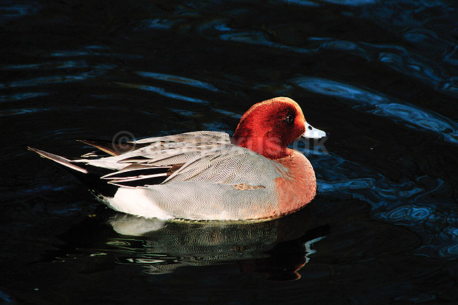 Pibeand. Pibeand ( Scan af KOL3689 ); Anas penelope, Anatidae; K�benhavn ZOO; ; ; fugle; And, �nder, andefugl, andefugle, pibe�nder