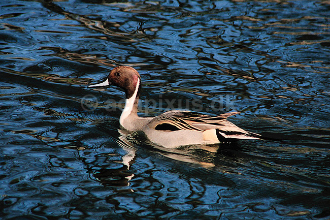 Spidsand. Spidsand ( Scan af KOL3700 ); Anas acuta, Anatidae; K�benhavn ZOO; ; ; fugle; And, �nder, andefugl, andefugle, spids�nder