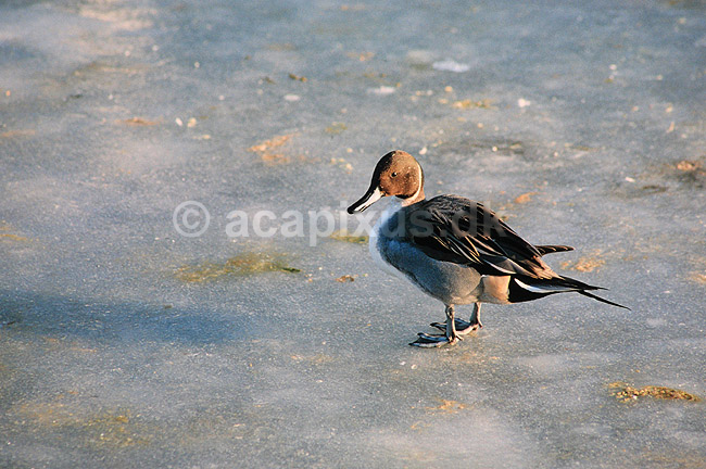 Spidsand. Spidsand ( Scan af KOL3697 ); Anas acuta, Anatidae; K�benhavn ZOO; ; ; fugle; And, �nder, andefugl, andefugle, spids�nder