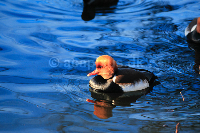 R�dhovedetand. R�dhovedet and ( Scan af KOL6494 ); Netta rufina, Anatidae; K�benhavn ZOO; ; ; fugle; And, �nder, andefugl, andefugle