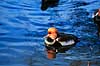 R�dhovedetand. R�dhovedet and ( Scan af KOL6494 ) Netta rufina, Anatidae K�benhavn ZOO   fugle And, �nder, andefugl, andefugle