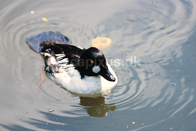 Hvinand. Hvinand ( Scan af KOL6246 ); Bucephala clangula, Anatidae; K�benhavn ZOO; ; ; fugle; And, �nder, andefugl, andefugle, hvin�nder