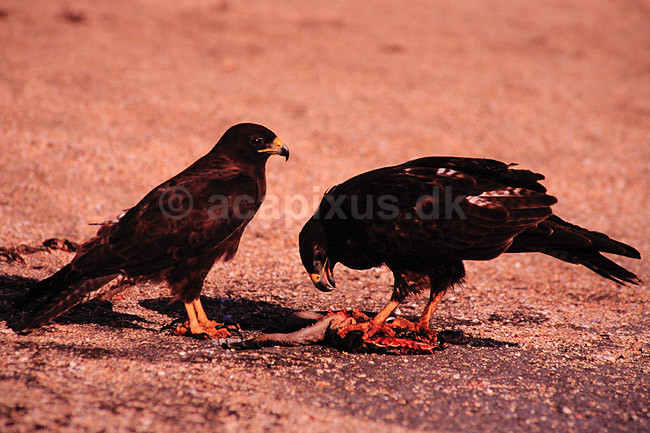 Galapagos musv�ge. Galapagosmusv�ge ( Scan af KOL4897 ); Buteo galapagoensis, Accipitridae; San Salvador / Galapagos; Equador; Sydamerika; fugle; Musv�ger, rovfugl, rovfugle