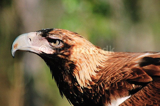 Kilehalet�rn. Kilehalet �rn ( Scan af KOL2551 ); Aquila audax, Accipitridae; Territory Wildlife Park / Northern Territory; Australien; Australien; fugle; �rne, �rnefugle, rovfugl, rovfugle