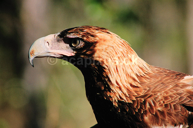 Kilehalet�rn. Kilehalet �rn ( Scan af KOL6905 ); Aquila audax, Accipitridae; Territory Wildlife Park / Northern Territory; Australien; Australien; fugle; �rne, �rnefugle, rovfugl, rovfugle