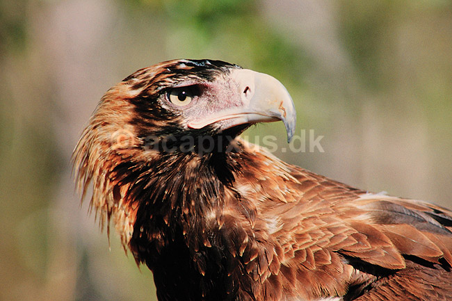 Kilehalet�rn. Kilehalet �rn ( Scan af KOL2553 ); Aquila audax, Accipitridae; Territory Wildlife Park / Northern Territory; Australien; Australien; fugle; �rne, �rnefugle, rovfugl, rovfugle