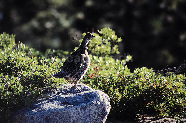 Bl� Hjerpe. Bl� Hjerpe, Blue Groose ( Scan af KOL296 ) ; Dendragapus obscurus, Phasianidae; Yosemite / Californien; USA; Nordamerika; fugle; 
