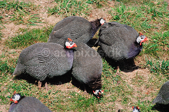 Hj�lm perleh�ne. Hj�lmperleh�ne ( Scan af KOL3717 ) ; Numida meleagris, Phasianidae; K�benhavn ZOO; ; ; fugle; Perleh�ns