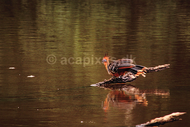 Hoatzin. Hoatzin drikker vand fra s� i Amazon junglen ( Scan af KOL6893 ) ; Opisthocomus hoatzin, Opisthocomidae; Yasuni NP / Amazonas; Equador; Sydamerika; fugle; Hoatziner, sig�jnerfugl, sig�jnerfugle