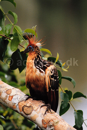 Hoatzin. Hoatzin ( Scan af KOL4903 ) ; Opisthocomus hoatzin, Ophisthocomidae; Yasuni NP / Amazonas; Equador; Sydamerika; fugle; Hoatziner, sig�jnerfugl, sig�jnerfugle