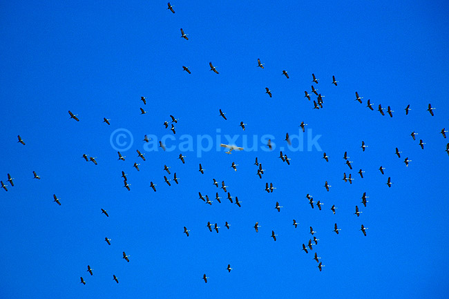 Pr�rietrane. Pr�rietrane, tr�kkende og privatfly ( Scan af KOL3718 ) ; Grus canadensis, Gruidae; Platte River / Nebraska; USA; Nordamerika; fugle; fugletr�k, traner, trane, pr�rietraner, flyvning, lufttrafik