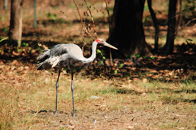 Brolgatrane. Brolgatrane ( Scan af KOL2555 ) ; Grus rubicundus, Gruidae; Territory Wildlife Park / Northern Territory; Australien; Australien; fugle; traner, trane, tranefugle
