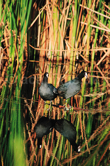 Blish�ne. Amerikansk Blish�ne ( Scan af KOL3719 ) ; Fulica americana, Rallidae; Eco Pond / Everglades NP / Florida; USA; Nordamerika; fugle; Blish�ns