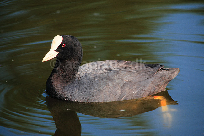 Blish�ne. Blish�ne ( Scan af KOL6281 ) ; Fulica atra, Rallidae; Utterslev Mose / Sj�lland; ; ; fugle; Blish�ns