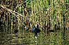 Blish�ne. Blish�ne, forder unger ( Scan af KOL3722 )  Fulica atra, Rallidae Utterslev Mose / Sj�lland   fugle Blish�ns