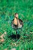 Stor Kobbersneppe. Stor Kobbersneppe ( Scan af KOL4010 )  Limosa limosa, Scolopacidae Nyord strandenge / M�n   fugle Sneppefugle