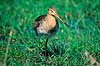Stor Kobbersneppe. Stor Kobbersneppe ( Scan af KOL4008 )  Limosa limosa, Scolopacidae Nyord strandenge / M�n   fugle Sneppefugle