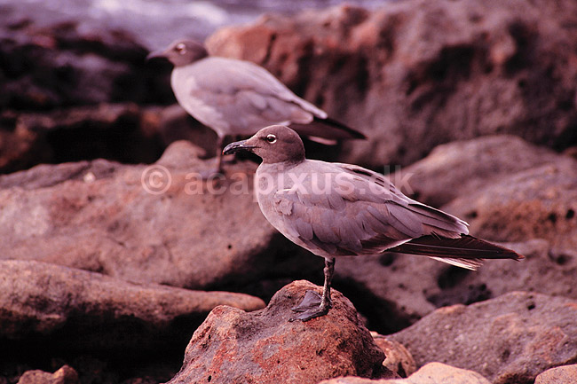 Lava m�ge. Lavam�ge ( Scan af KOL4909 ) ; Larus fuliginosus, Stecorariidae; North Seymour / Galapagos; Equador; Sydamerika; fugle; M�gefugle, m�ger