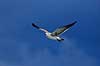 Latter m�ge. Latterm�ge ( Scan af KOL6836 )  Larus atricilla, Laridae Celestun NP / Yucatan Mexico Nordamerika fugle M�gefugle, m�ger